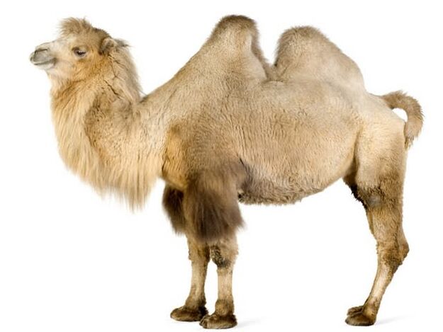 camel and your stomach to increase potency