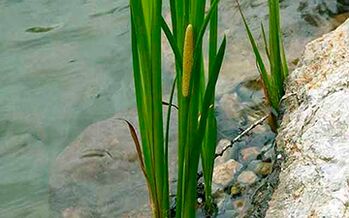 Calamus swamp, whose root is used to increase male potency