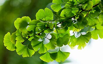 Ginkgo Biloba heals the male body by improving blood flow to the pelvic organs