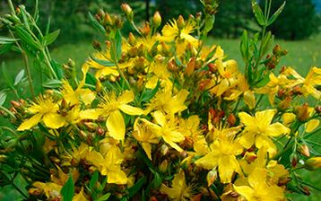 John's wort is an effective natural aphrodisiac and antidepressant for men