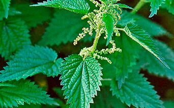 Nettle - a healing herb for men's health